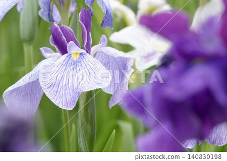 Beautiful light purple irises Beautiful light purple irises 140830198