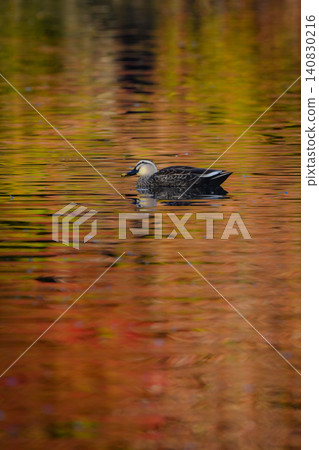 Mallards are cute and familiar wild birds that can be seen in parks with beautiful autumn foliage. Mallards are cute and familiar wild birds that can be seen in parks with beautiful autumn foliage. 140830216