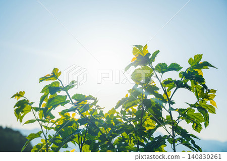 A mulberry tree shining in the sunlight A mulberry tree shining in the sunlight 140830261