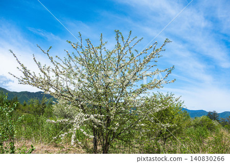 White pear blossoms blooming against a backdrop of lush green mountains. 140830266