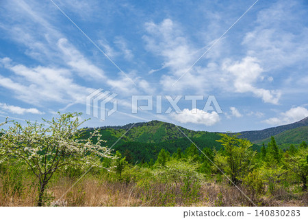 White flowers blooming against the blue sky and lush green mountain range of Norikura Plateau in early summer. White flowers blooming against the blue sky and lush green mountain range of Norikura Plateau in early summer. 140830283