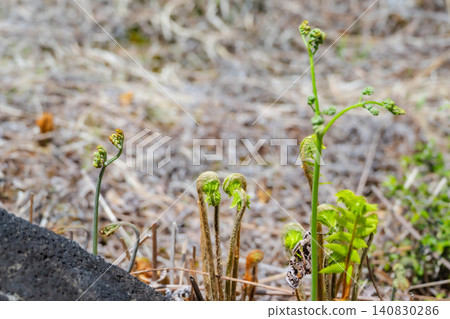 Bracken and fiddlehead ferns, wild vegetables that grow naturally in Norikura Plateau. Bracken and fiddlehead ferns, wild vegetables that grow naturally in Norikura Plateau. 140830286
