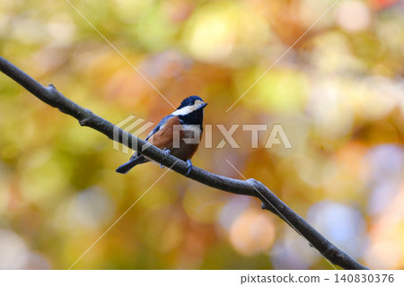 花斑山雀是一種可愛又常見的野生鳥類，在秋色美麗的公園裡經常可以看到它們的身影。 140830376