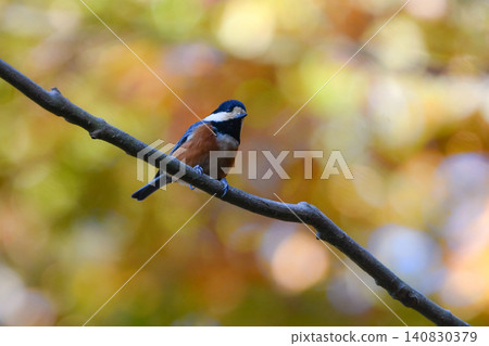 The Varied Tit is a cute and familiar wild bird that can be seen in parks with beautiful autumn foliage. The Varied Tit is a cute and familiar wild bird that can be seen in parks with beautiful autumn foliage. 140830379