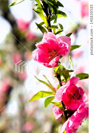Pink bayberry Pink bayberry 140830585