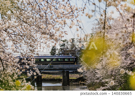 Kintetsu Railway's "Blue Symphony" limited express train speeds along the elevated tracks, surrounded by cherry blossom trees in full bloom. 140830665