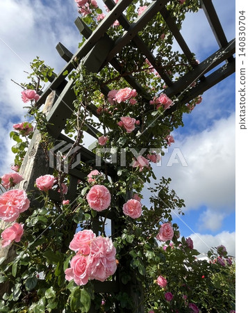 Climbing rose × arch Climbing rose × arch 140830704