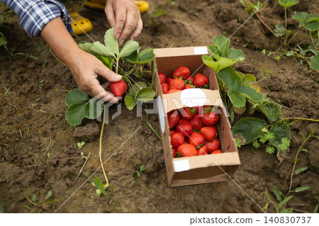 Senior woman harvesting fresh ripe strawberries in garden Senior woman harvesting fresh ripe strawberries in garden 140830737