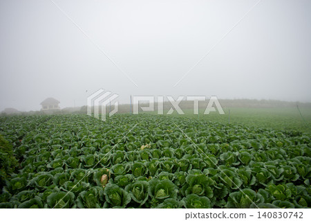 Fresh green cabbage plant growing in the agricultural field, close-up shot. Fresh green cabbage plant growing in the agricultural field, close-up shot. 140830742