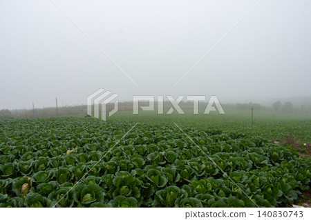 Fresh green cabbage plant growing in the agricultural field, close-up shot. Fresh green cabbage plant growing in the agricultural field, close-up shot. 140830743