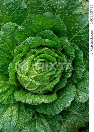 Fresh green cabbage plant growing in the agricultural field, close-up shot. Fresh green cabbage plant growing in the agricultural field, close-up shot. 140830755