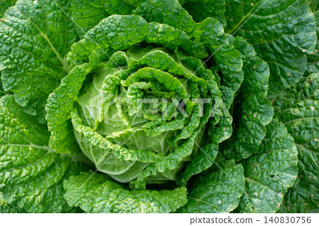 Fresh green cabbage plant growing in the agricultural field, close-up shot. Fresh green cabbage plant growing in the agricultural field, close-up shot. 140830756
