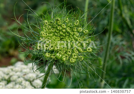 Fresh green cabbage plant growing in the agricultural field, close-up shot. 140830757