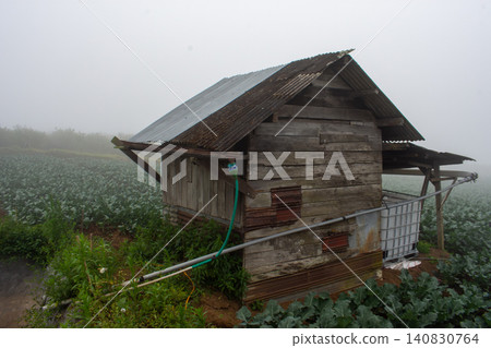 Fresh green cabbage plant growing in the agricultural field, close-up shot. Fresh green cabbage plant growing in the agricultural field, close-up shot. 140830764