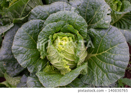 Fresh green cabbage plant growing in the agricultural field, close-up shot. Fresh green cabbage plant growing in the agricultural field, close-up shot. 140830765