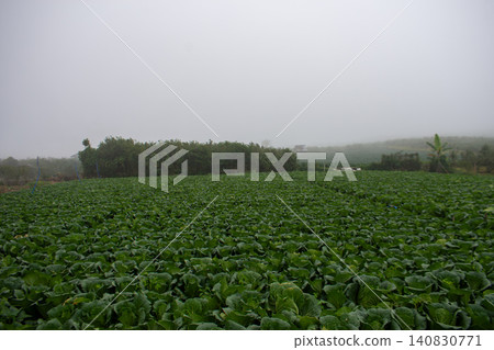 Fresh green cabbage plant growing in the agricultural field, close-up shot. Fresh green cabbage plant growing in the agricultural field, close-up shot. 140830771