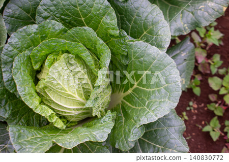 Fresh green cabbage plant growing in the agricultural field, close-up shot. 140830772