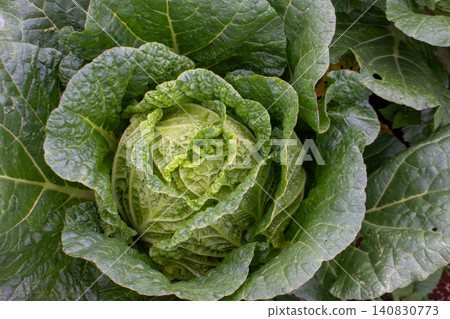 Fresh green cabbage plant growing in the agricultural field, close-up shot. Fresh green cabbage plant growing in the agricultural field, close-up shot. 140830773