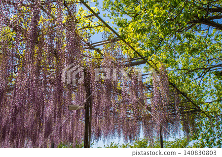 Wisteria Flower [Ashikaga Flower Park] 140830803