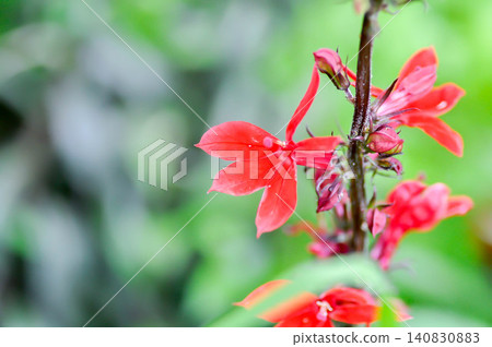 Cardinal Flower, Dortmanna cardinalis or Dortmanna cordigera or Lobelia or Lobelia cardinalis L or Water ruby or CAMPANULACEAE or red flower Cardinal Flower, Dortmanna cardinalis or Dortmanna cordigera or Lobelia or Lobelia cardinalis L or Water ruby or CAMPANULACEAE or red flower 140830883