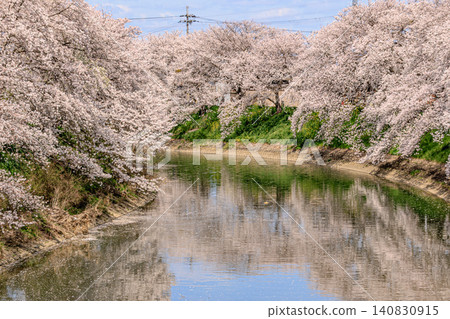 A beautiful corridor of cherry blossoms illuminated by the morning sun, reflected in the calm water. A beautiful corridor of cherry blossoms illuminated by the morning sun, reflected in the calm water. 140830915