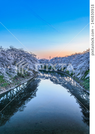 A beautiful reflection of the sunrise sky and cherry blossoms blooming along the river. A beautiful reflection of the sunrise sky and cherry blossoms blooming along the river. 140830918