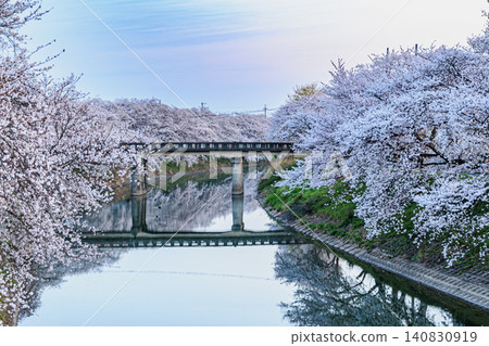 The cherry blossoms in full bloom and the railway bridge are reflected in the river, which is as still as a mirror. The cherry blossoms in full bloom and the railway bridge are reflected in the river, which is as still as a mirror. 140830919