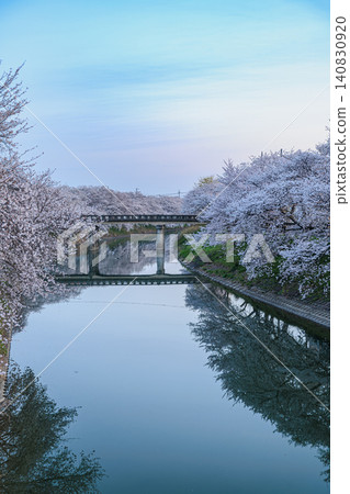 天空由藍色變成旭日東升,壯麗的櫻花景色沿著河流綿延展開。 天空由藍色變成旭日東升,壯麗的櫻花景色沿著河流綿延展開。 140830920