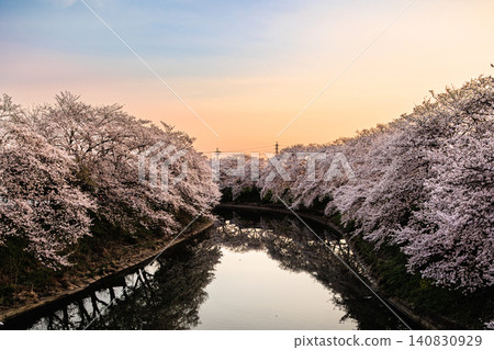 A magical morning, with the cherry blossom trees in full bloom reflected on the clear waters of the river. A magical morning, with the cherry blossom trees in full bloom reflected on the clear waters of the river. 140830929
