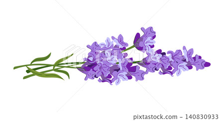 Lavender sprigs lie on table. Composition of summer purple flowers. A rustic clipart for perfumes and cosmetics. Lavandin in a flat style ingredients for essential oil. Lavandula on white background Lavender sprigs lie on table. Composition of summer purple flowers. A rustic clipart for perfumes and cosmetics. Lavandin in a flat style ingredients for essential oil. Lavandula on white background 140830933