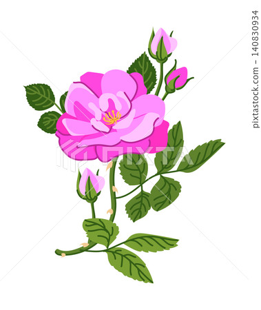 Vector branch of pink roses. A popular Victorian motif. A symbol of love and passion. Clipart for Valentine's Day cards, weddings, and Mother's Day. For perfumes, cosmetics, and herbal teas. Rose hips Vector branch of pink roses. A popular Victorian motif. A symbol of love and passion. Clipart for Valentine's Day cards, weddings, and Mother's Day. For perfumes, cosmetics, and herbal teas. Rose hips 140830934