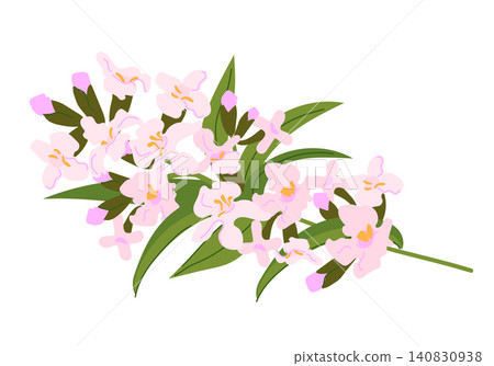 A vector illustration of lemon verbena isolated on a white background. A branch with pink flowers lies on a table. Plant used to produce essential oils, cosmetics, and medicine. Flat style silhouette. A vector illustration of lemon verbena isolated on a white background. A branch with pink flowers lies on a table. Plant used to produce essential oils, cosmetics, and medicine. Flat style silhouette. 140830938