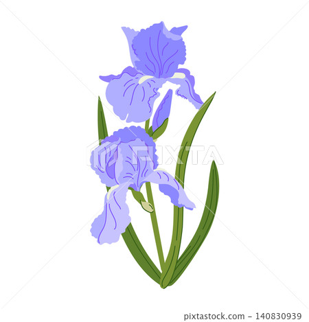 Vector illustrations of spring irises. Hand drawn vector elements on a white background. Vintage romantic print in Art Nouveau style. Flower for wedding invitations and greeting cards. 140830939