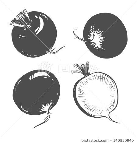 Set of radish sketches. Vector illustration of the vegetable in engraving style. Whole and sliced radishes lie on a table. Hand drawn imitating etching. Line drawing with ink. Roots without leaves Set of radish sketches. Vector illustration of the vegetable in engraving style. Whole and sliced radishes lie on a table. Hand drawn imitating etching. Line drawing with ink. Roots without leaves 140830940