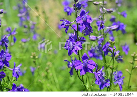 Larkspur (Ranunculaceae family), genus Consolida Larkspur (Ranunculaceae family), genus Consolida 140831044