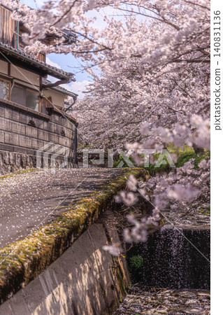 A beautiful row of cherry trees and a tree-lined street bathed in the refreshing morning light of spring. A beautiful row of cherry trees and a tree-lined street bathed in the refreshing morning light of spring. 140831136