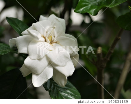 花園裡盛開著白色的梔子花 花園裡盛開著白色的梔子花 140831189