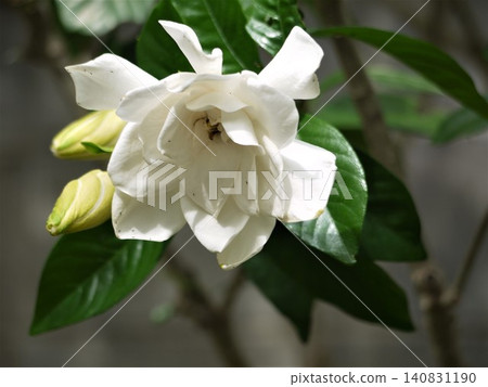 花園裡盛開著白色的梔子花 花園裡盛開著白色的梔子花 140831190