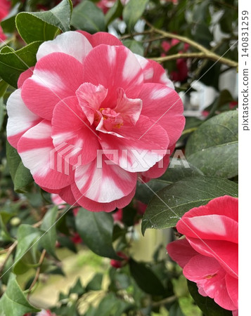 Tie-dyed camellia 140831259