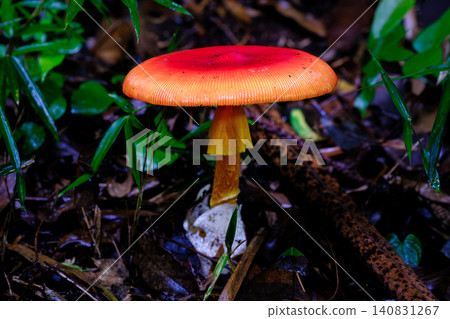 Forest red mushroom Forest red mushroom 140831267