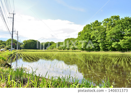 Rice field just finished rice planting Rice field just finished rice planting 140831373