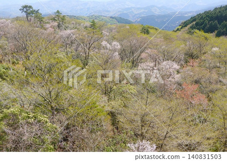 Cherry blossoms and budding broadleaf trees on a ridge in a natural forest. Cherry blossoms and budding broadleaf trees on a ridge in a natural forest. 140831503