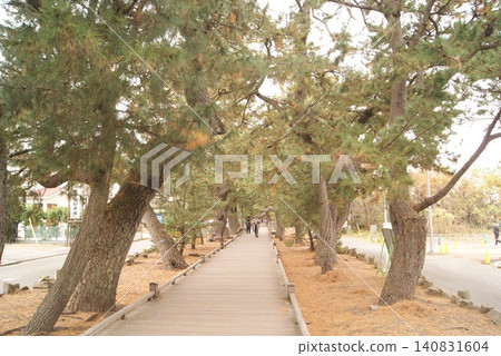 A photograph of a wooden boardwalk through a pine forest. A photograph of a wooden boardwalk through a pine forest. 140831604