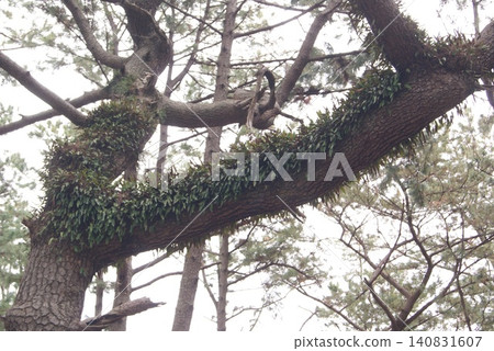 A cluster of ferns growing profusely on the branches of a pine tree. A cluster of ferns growing profusely on the branches of a pine tree. 140831607