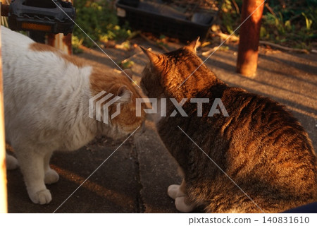 Two cats snuggling together in the sunset Two cats snuggling together in the sunset 140831610