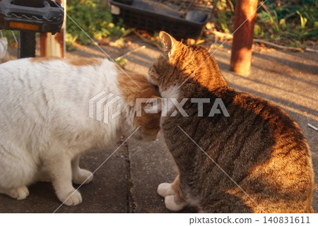 Two cats snuggling together with the setting sun at their backs. Two cats snuggling together with the setting sun at their backs. 140831611