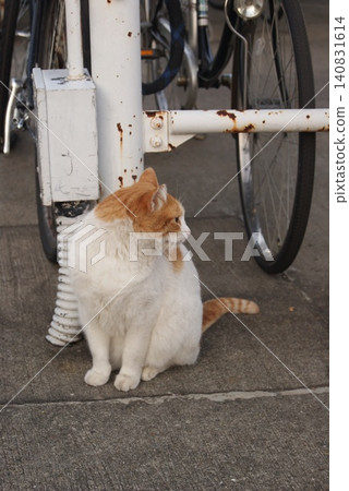 An old bicycle and a brown and white cat An old bicycle and a brown and white cat 140831614