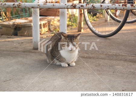 A sunny afternoon with a cat and a bicycle A sunny afternoon with a cat and a bicycle 140831617