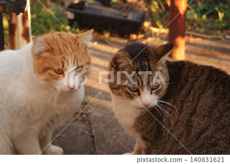 Two cats relaxing in a corner of the garden. Two cats relaxing in a corner of the garden. 140831621