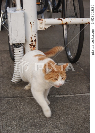 A brown and white cat next to a bicycle A brown and white cat next to a bicycle 140831623